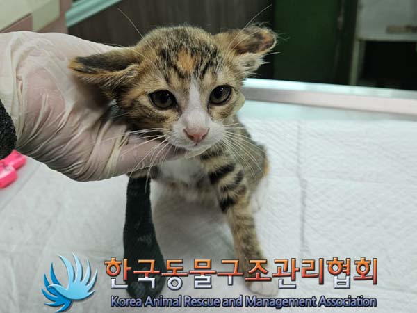 한국동물구조관리협회_411323202400777